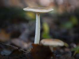 20201010-Paddestoelen -104